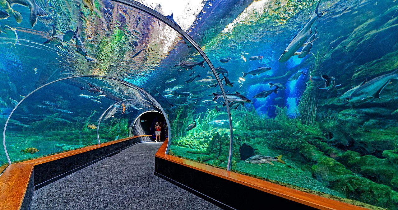 Aquarium Las Palmas de Gran Canaria: tickets, how to arrive, Canary Islands tours